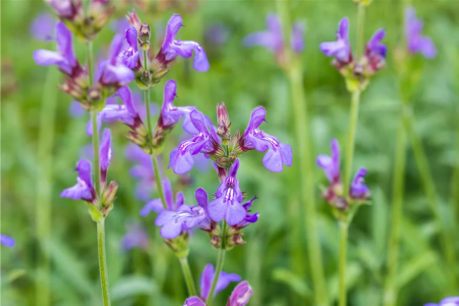 Salvia officinalis 'Grete Stölzle'
