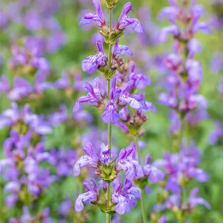 Salvia officinalis 'Grete Stölzle'
