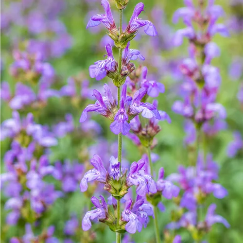 Salvia officinalis 'Grete Stölzle'