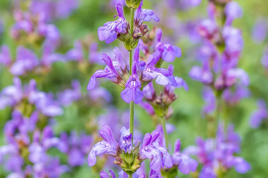 Salvia officinalis 'Grete Stölzle'