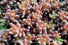 Sedum album 'Murale'