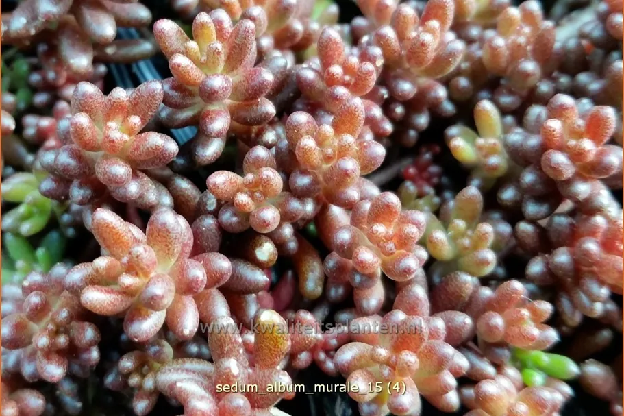 Sedum album 'Murale'