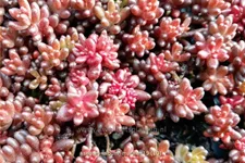 Sedum album 'Murale'