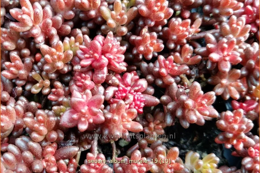 Sedum album 'Murale'
