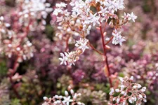 Sedum album 'Murale'
