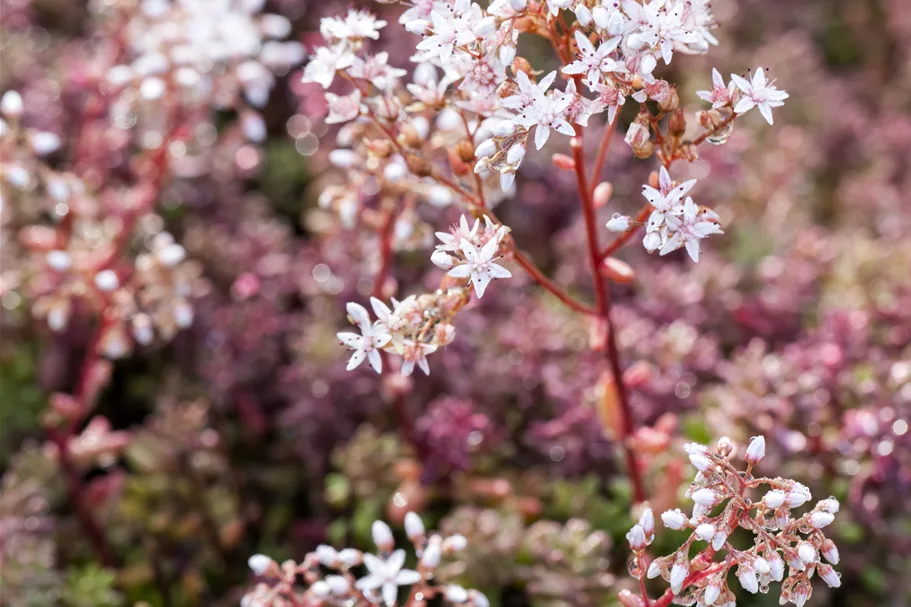 Sedum album 'Murale'