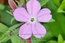Saponaria sicula var. intermedia