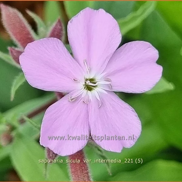 Saponaria sicula var. intermedia
