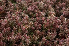 Sedum album 'Murale'