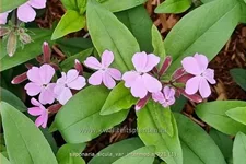 Saponaria sicula var. intermedia