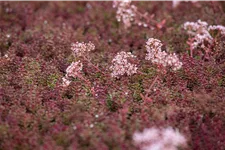 Sedum album 'Murale'