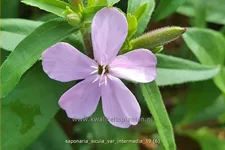 Saponaria sicula var. intermedia