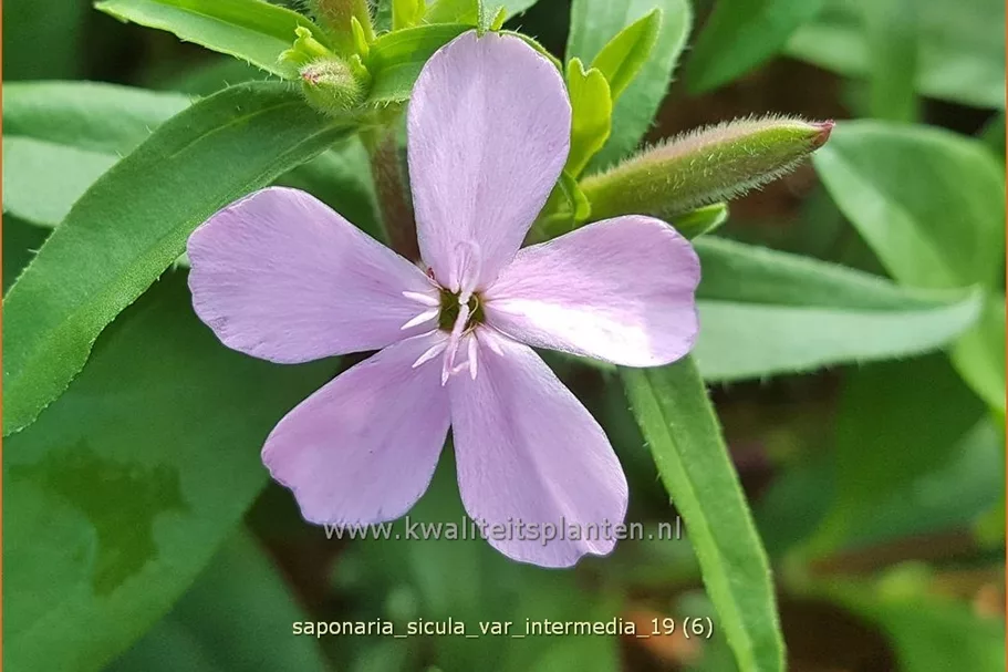 Saponaria sicula var. intermedia