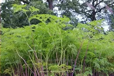 Selinum wallichianum