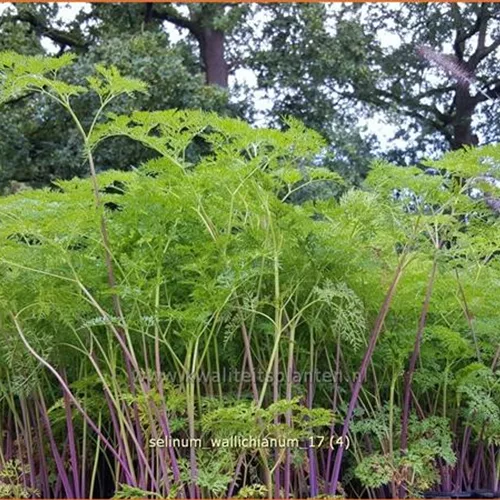 Selinum wallichianum