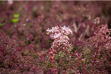 Sedum album 'Murale'