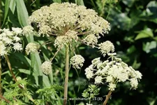 Selinum wallichianum