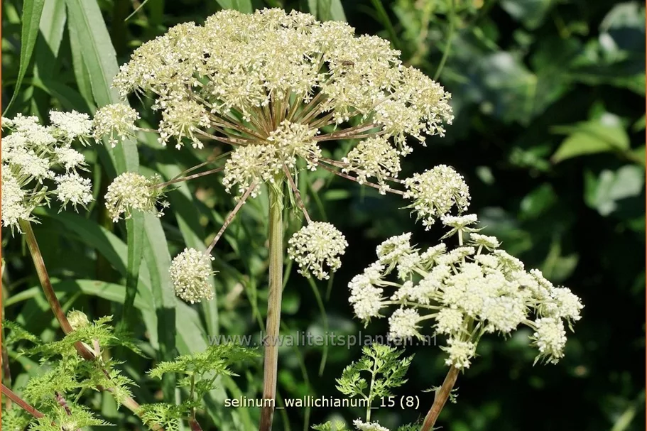 Selinum wallichianum