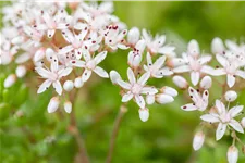 Sedum album 'Murale'