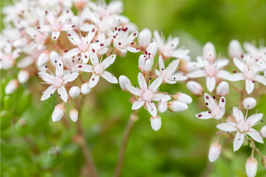 Sedum album 'Murale'