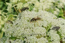 Selinum wallichianum