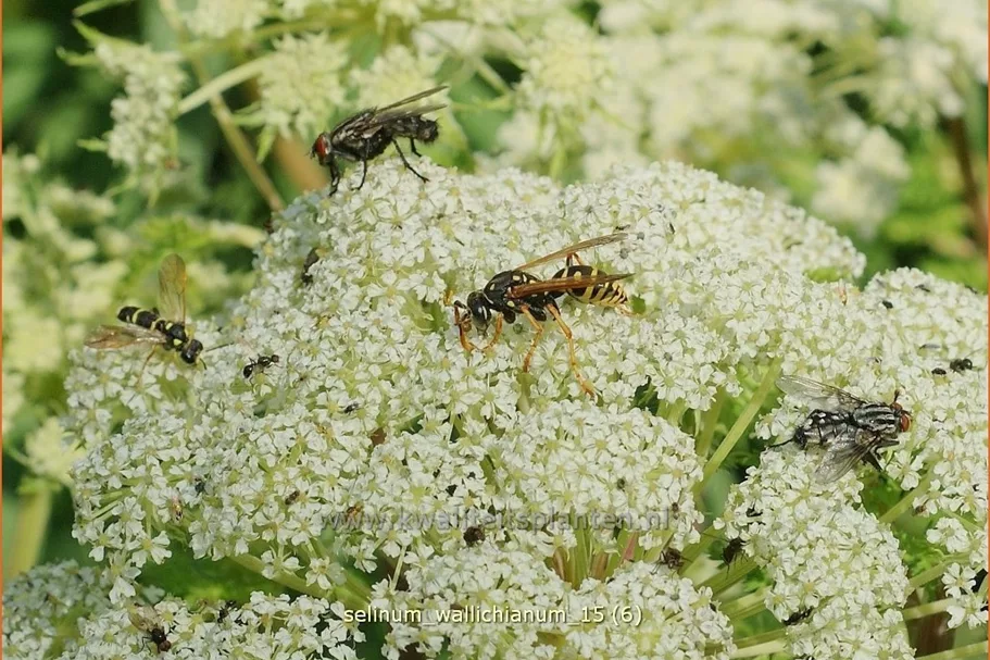 Selinum wallichianum