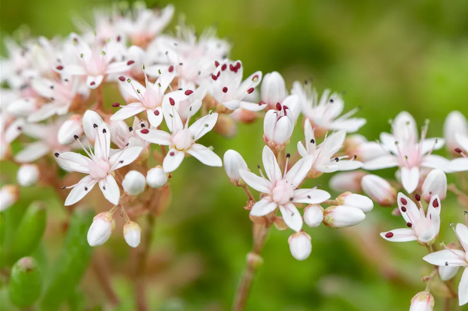 Sedum album 'Murale'