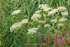 Selinum wallichianum