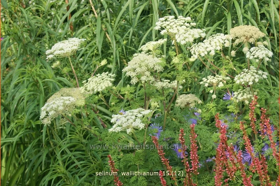 Selinum wallichianum