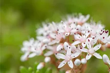 Sedum album 'Murale'