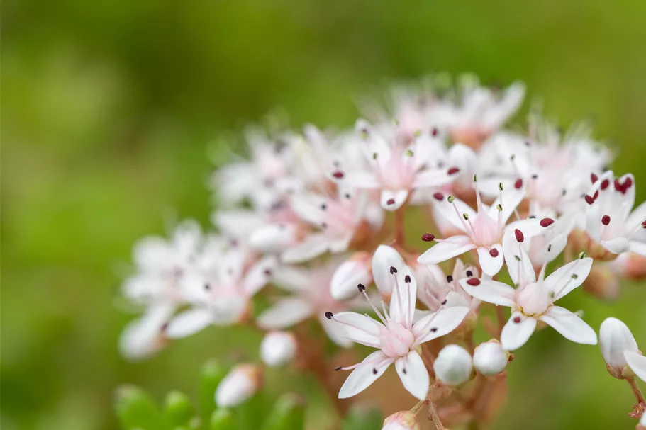 Sedum album 'Murale'