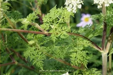 Selinum wallichianum