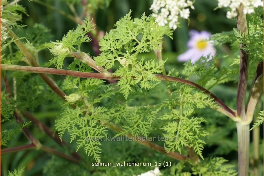 Selinum wallichianum