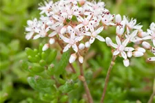 Sedum album 'Murale'