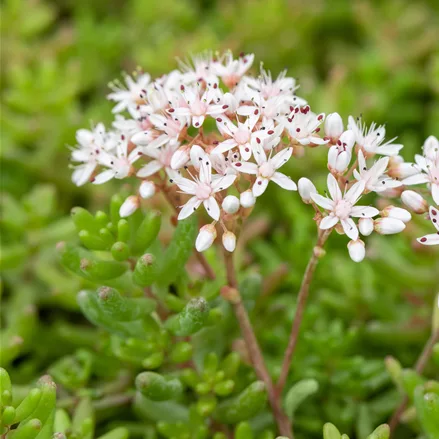 Sedum album 'Murale'