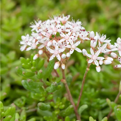 Sedum album 'Murale'