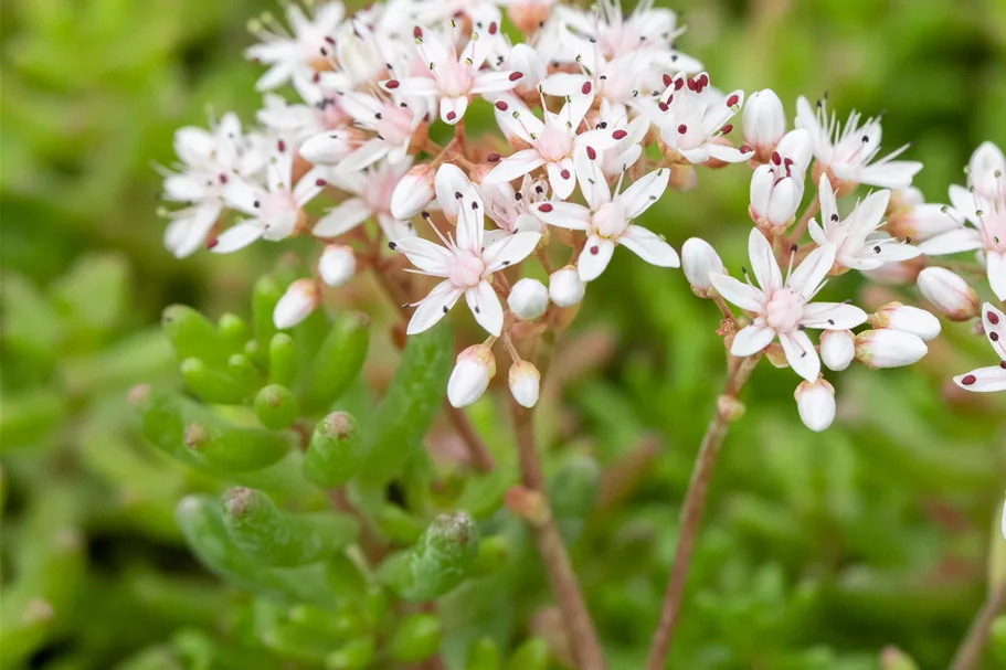 Sedum album 'Murale'