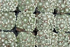 Sempervivum arachnoideum