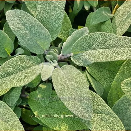 Salvia officinalis 'Grower's Friend'