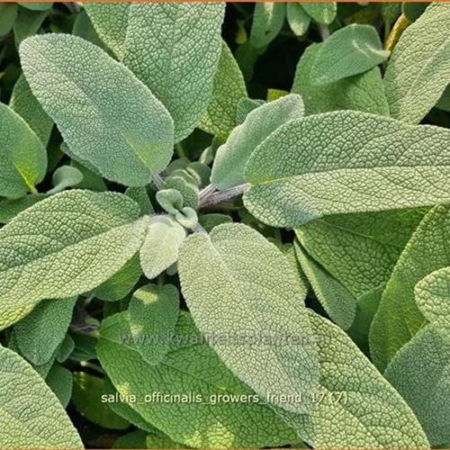 Salvia officinalis 'Grower's Friend'