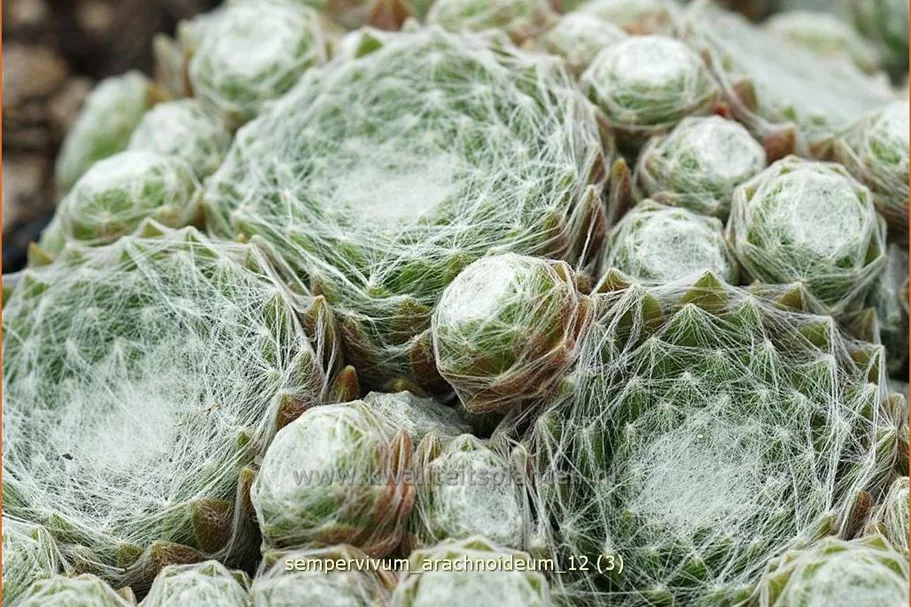 Sempervivum arachnoideum