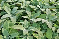 Salvia officinalis 'Grower's Friend'