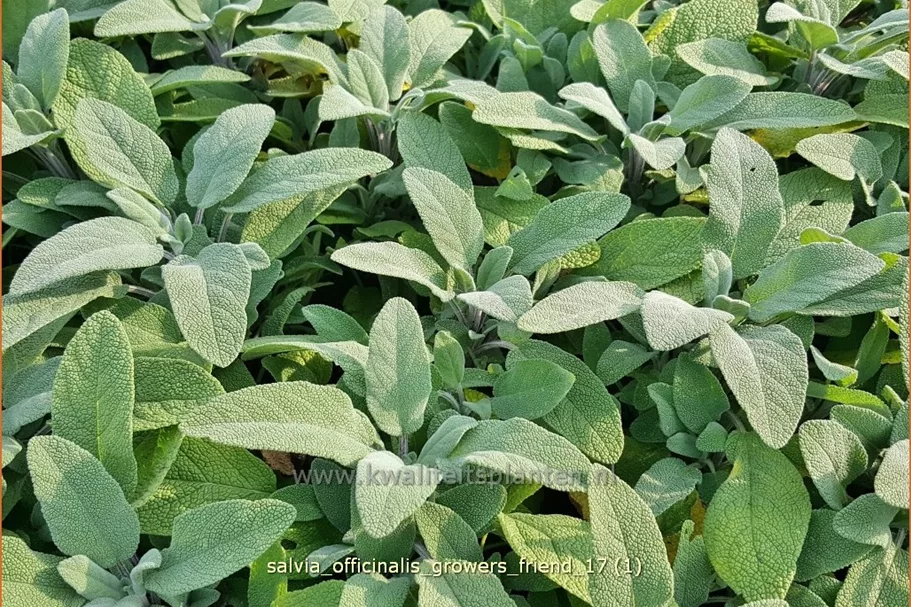Salvia officinalis 'Grower's Friend'