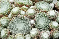 Sempervivum arachnoideum