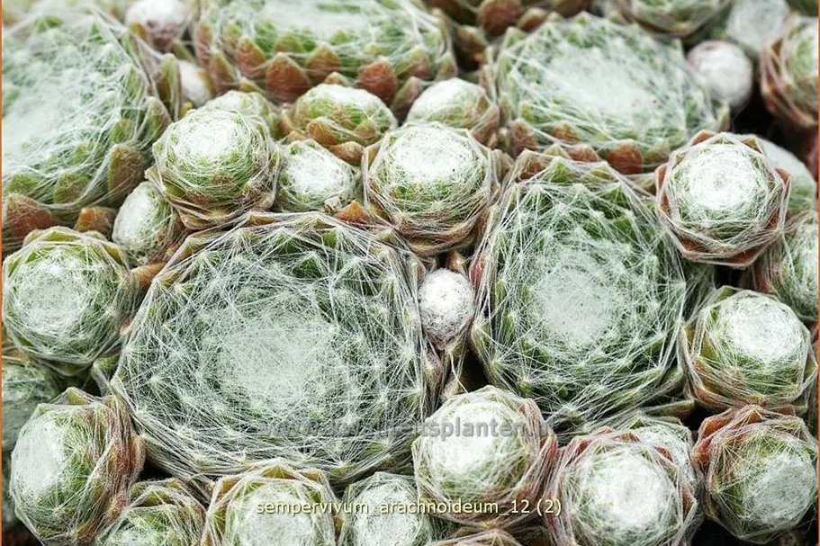 Sempervivum arachnoideum