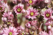 Sempervivum arachnoideum