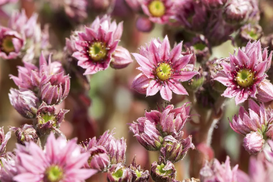 Sempervivum arachnoideum