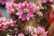 Sempervivum arachnoideum