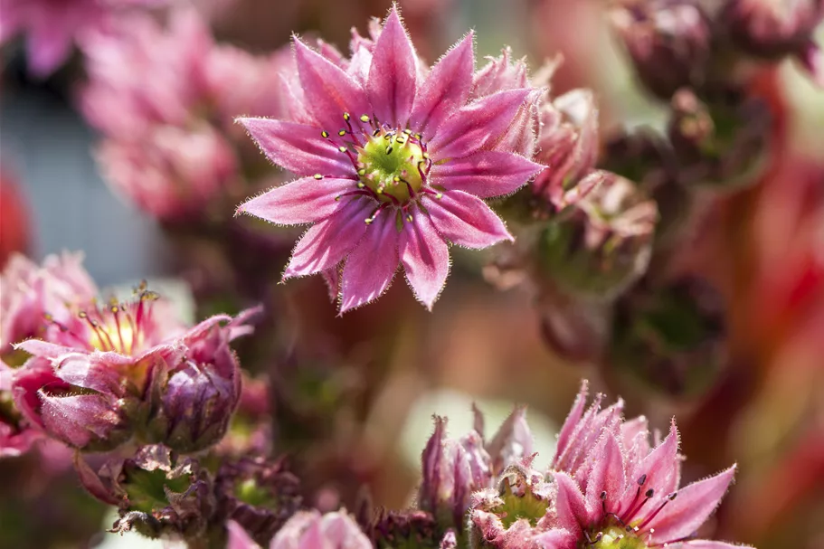 Sempervivum arachnoideum
