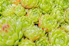 Sempervivum arachnoideum